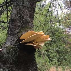 Baumpilze – die Gefahr im Holz    