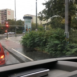 Invasive Pflanzen erkennen und eindämmen – Problempflanzen im Garten
