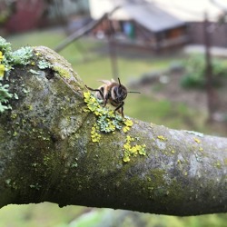 Wildbienen im Garten – es summt und brummt    