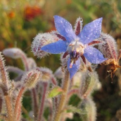 Zeigerpflanzen im Garten – was uns Pflanzen verraten können