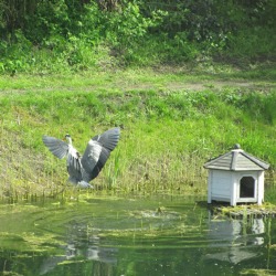 Der Gartenteich – ökologische Vielfalt im Kleingarten