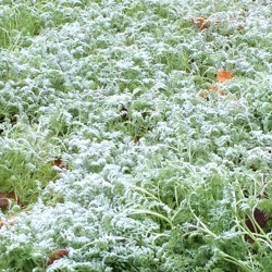 Für einen verbesserten Boden – Gründüngung im Garten   