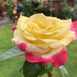 Rosen im Garten – Königin der Pflanzen