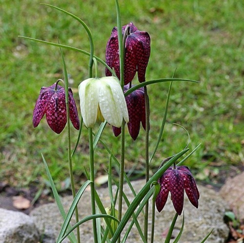 Insektenfreundliche Blumenzwiebeln