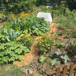 Kleingärtnerische Nutzung – das Muss im Garten