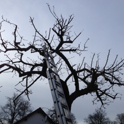 Der richtige Schnitt im Winterhalbjahr – Kernobstschnitt im Garten