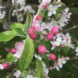 Fruchtlose Bemühungen – wenn Obstgehölze keine Früchte tragen