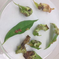 Pflanzenkrankheiten - eine wichtige Anamnese f&uuml;r unsere Gartenpflanzen