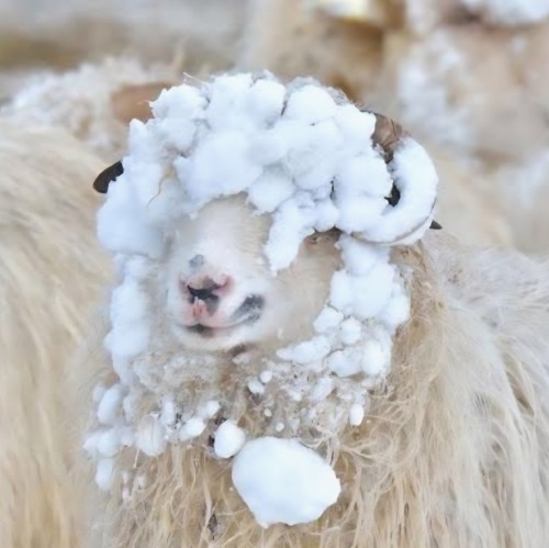 Der Maschenplausch macht Winterpause ⛄